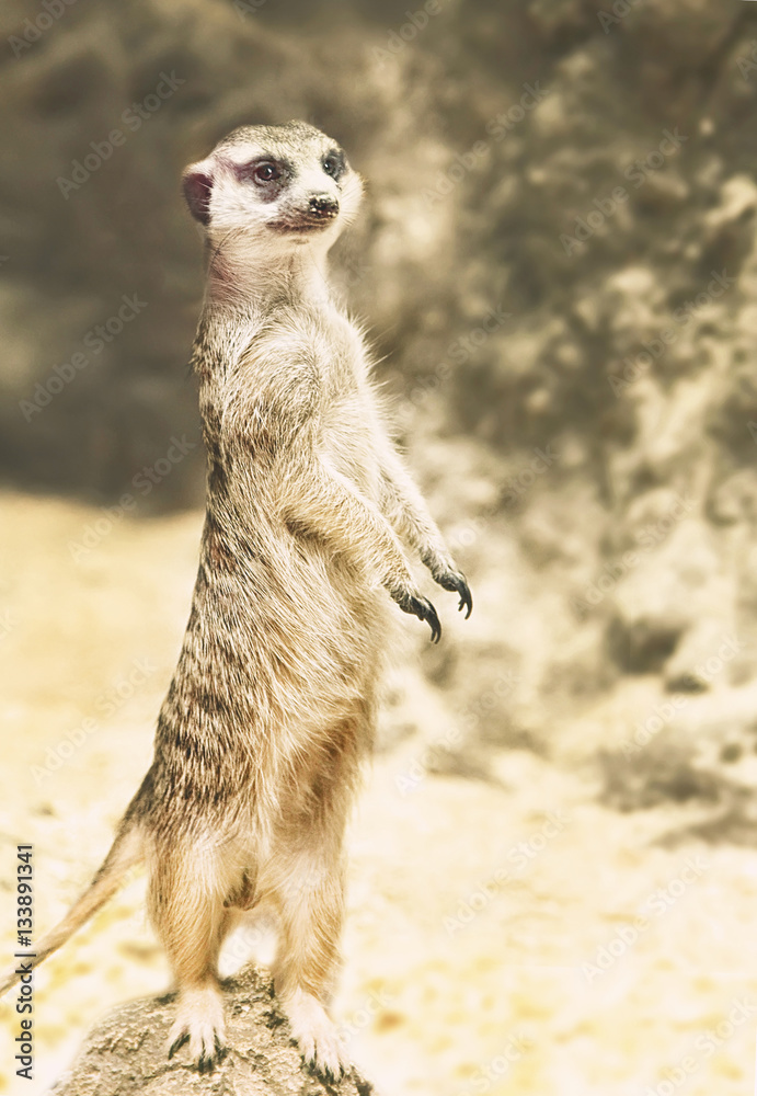 Fototapeta premium meerkat (Surikate) standing on the rock