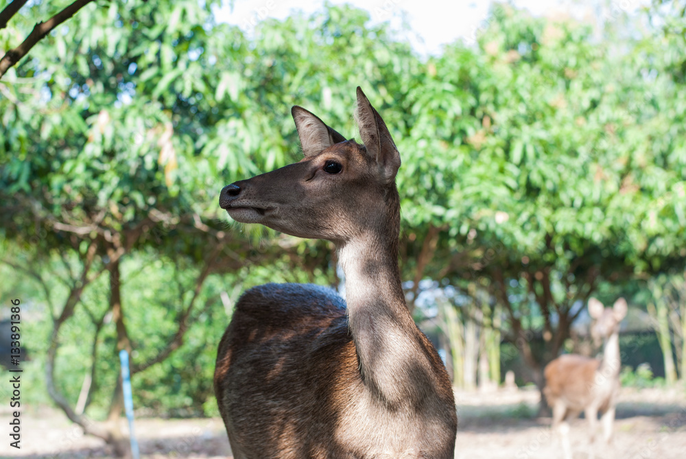 Fototapeta premium deer asia