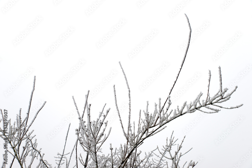Fototapeta premium Bäume im Winter