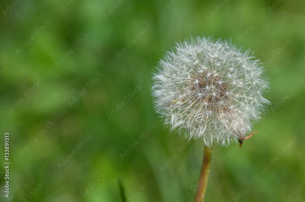 Fluffy dandelion in the summer on a green meadow with a blurry background and soft light Fluffy dandelion in the summer on a green meadow with a blurry background and soft light