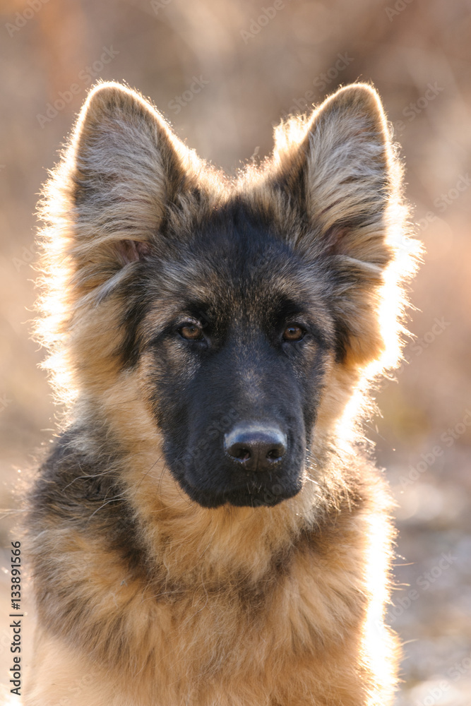 German shepherd portrait close up German shepherd portrait close up