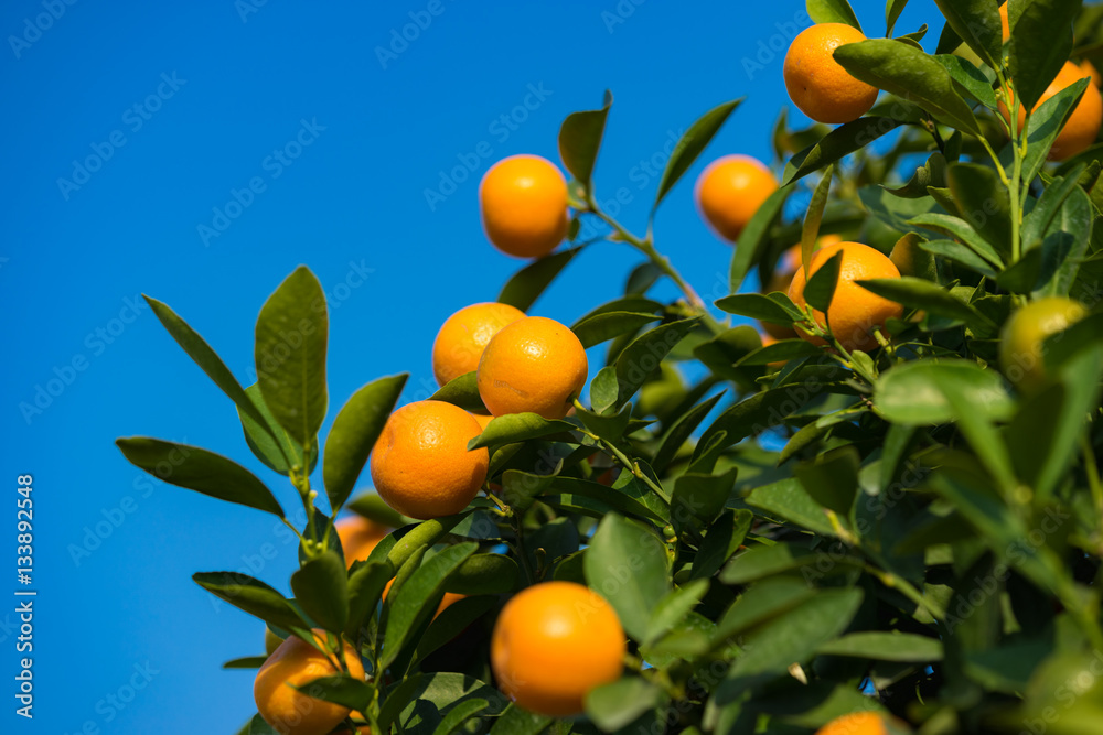 Kumquat, the symbol of Vietnamese lunar new year. In nearly every household, crucial purchases for Tet include the peach 