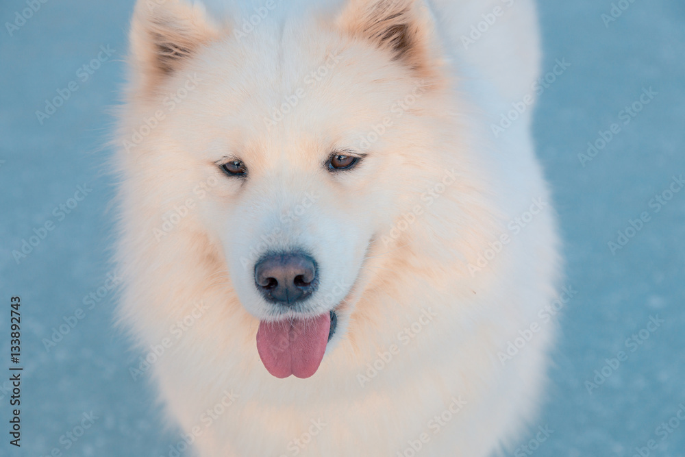 Cute fluffy white dog, samoyed, looking up and licking. Cute fluffy white dog, samoyed, looking up and licking.