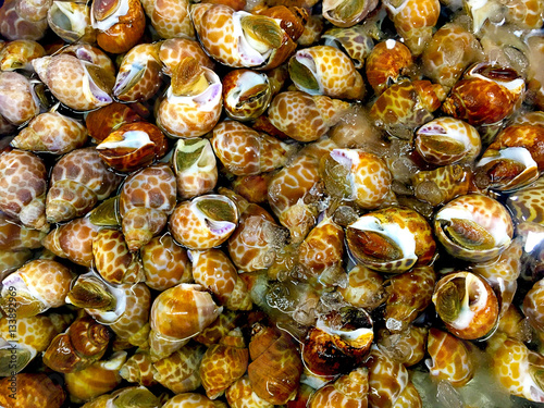 Fototapeta Naklejka Na Ścianę i Meble -  fresh sea food,Stacked fresh raw clams background
