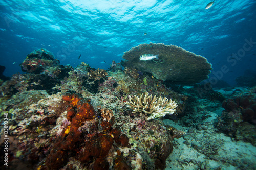 Underwater landscape. Similan islands. Andaman sea. Thailand. © Pitcher