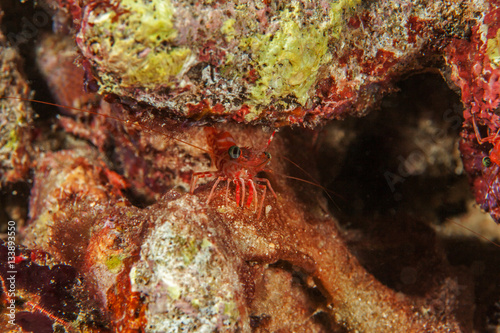 Red shrimp close-up. Similan islands. Andaman sea. Thailand. © Pitcher