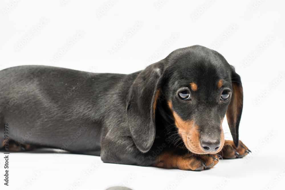 Portrait of black puppy dachshund with sad look over white backg