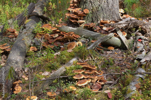 Parasitic pathogen Armillaria fungi attacking conifer tree in the forest