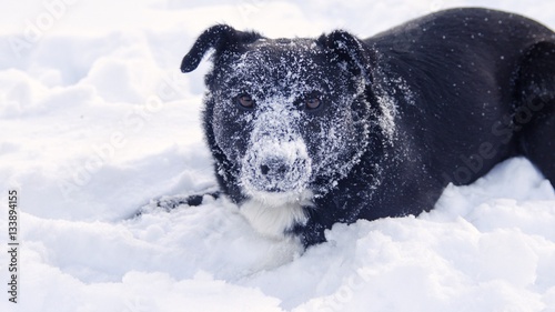 cute dog enjoying the winter
