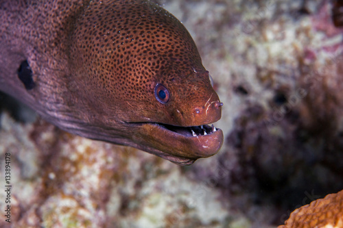 Big black moray close-up. Similan islands. Andaman sea. Thailand