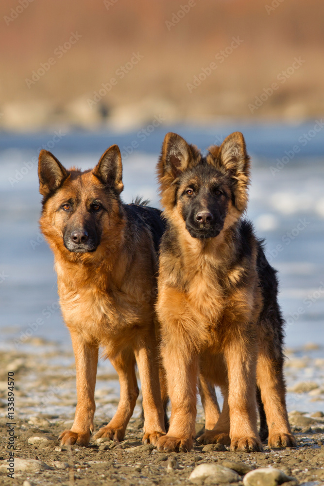 Two shepherd dog outdoor standing Two shepherd dog outdoor standing