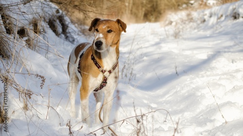 Fototapeta Naklejka Na Ścianę i Meble -  fox terrier outdoor in a snowy cold winter day