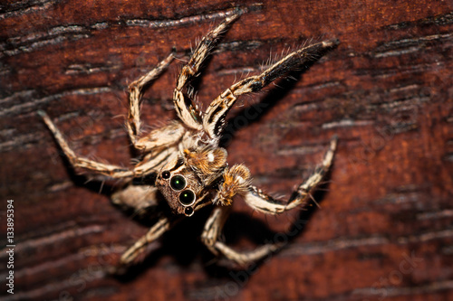 Top view of Salticidae Jumping spiders on the older wooden background.