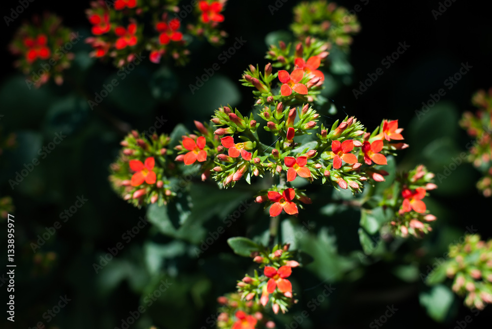 red flowers red flowers