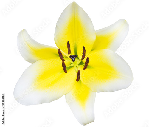 Close up Lily flower isolated on white background