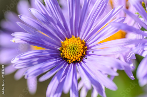 Aster with delicate violet petals