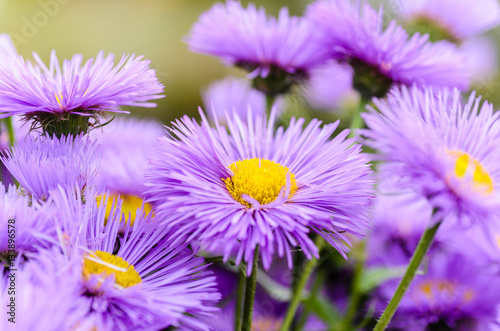Asters with thin violet petals photo