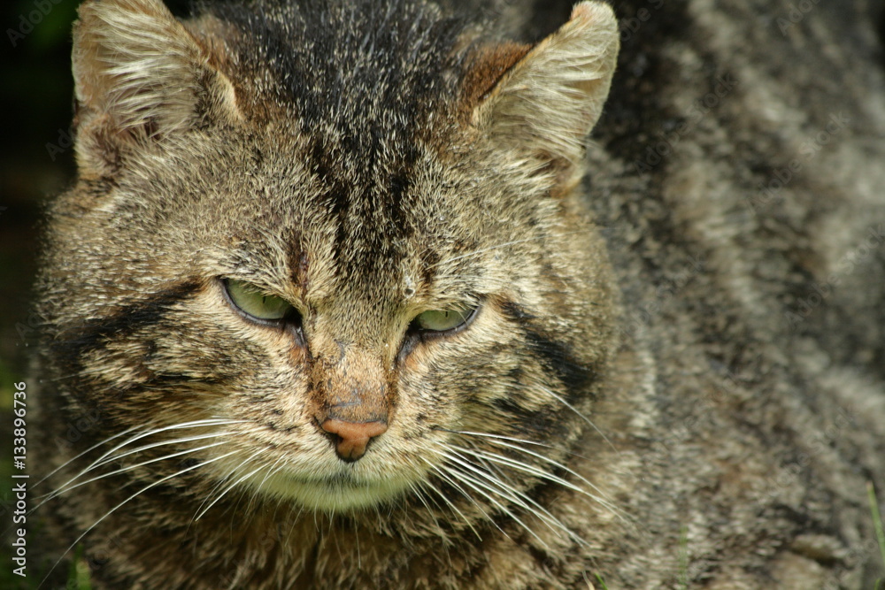 Chat domestique (Felis silvestris catus) 