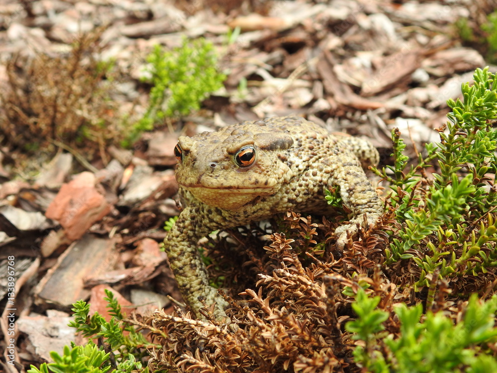 The common toad, European toad (Bufo bufo) in the garden The common toad, European toad (Bufo bufo) in the garden