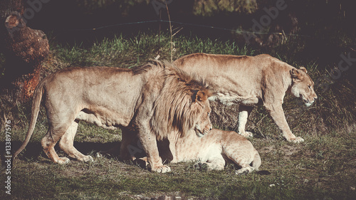 Lion et lionnes