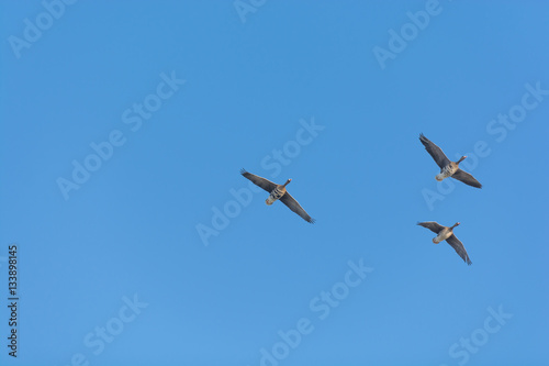 Three White-fronted Geese Flying Over Against a Blue Sky