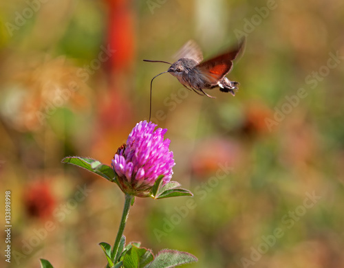 Bee Hawk-moth enjoying the nectar of a flower. Hemaris fuciformis.