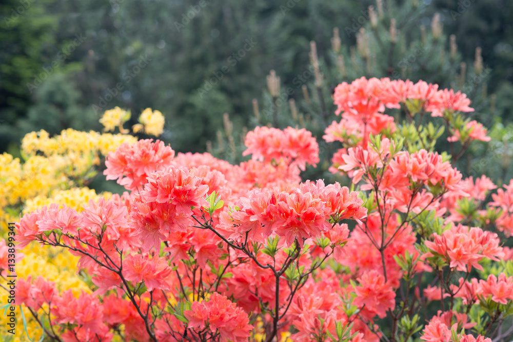 Flower Rhododendron