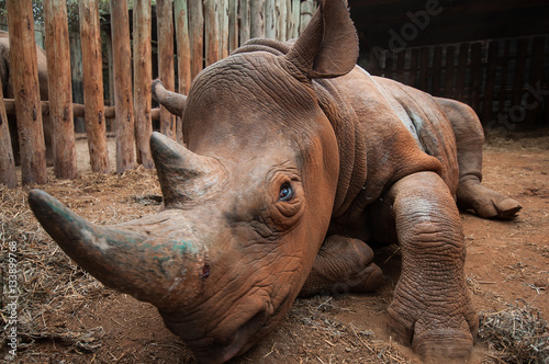 Orphan rhino in rescue shelter, Nairobi, Kenya