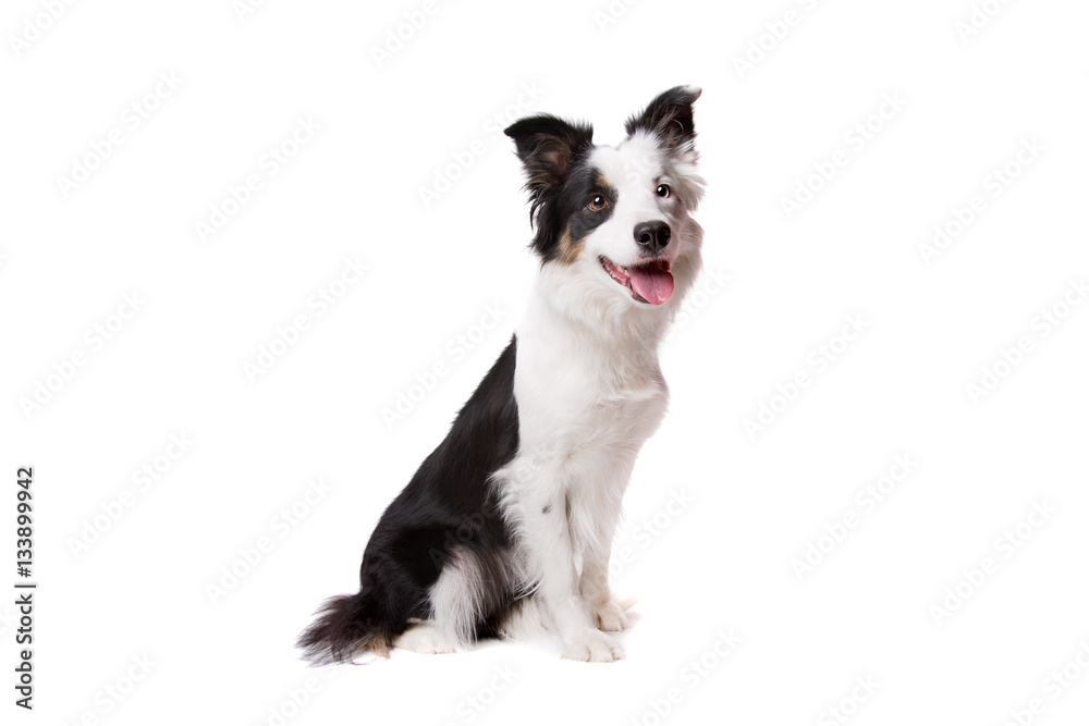 Border Collie Border Collie