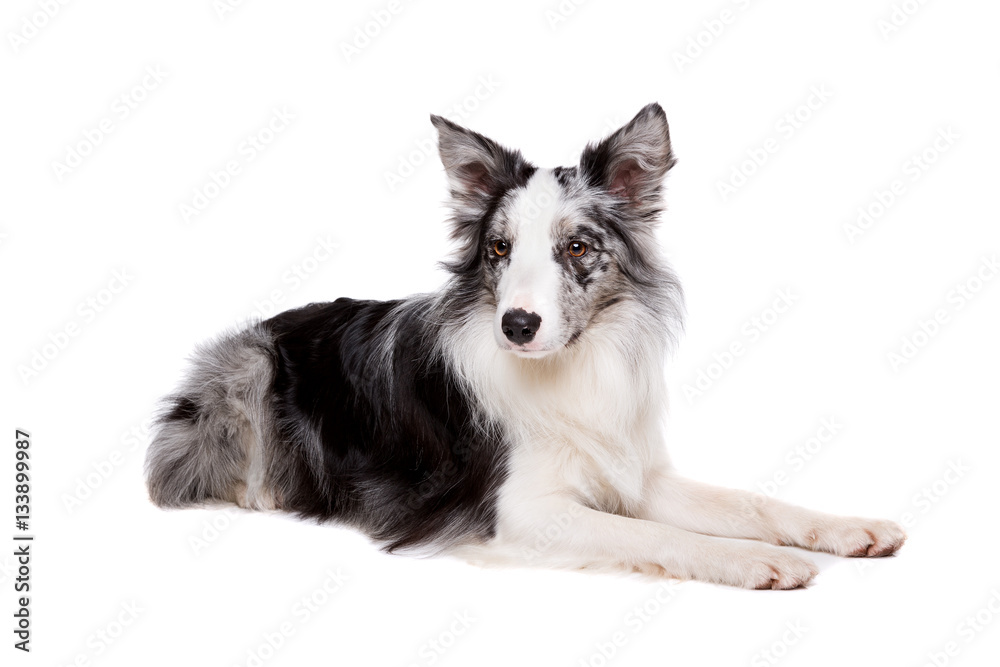 Border Collie