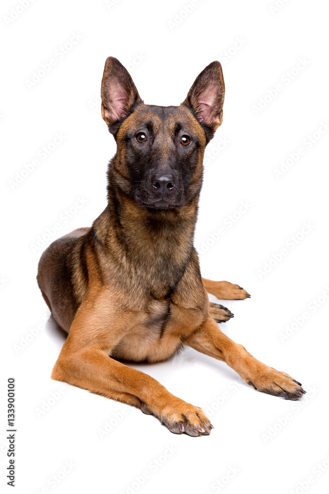 mechelse herder, belgian shepherd,
