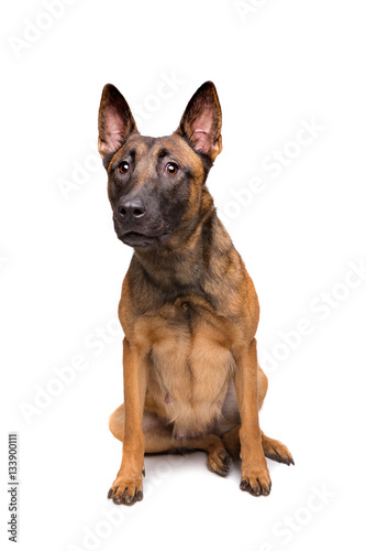 mechelse herder  belgian shepherd 