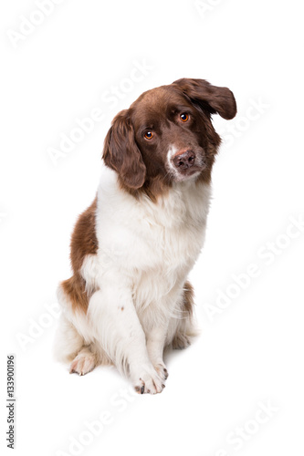 Dutch partrige dog