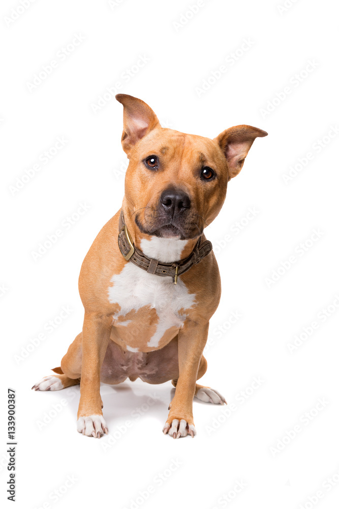staffordshire bull terrier staffordshire bull terrier