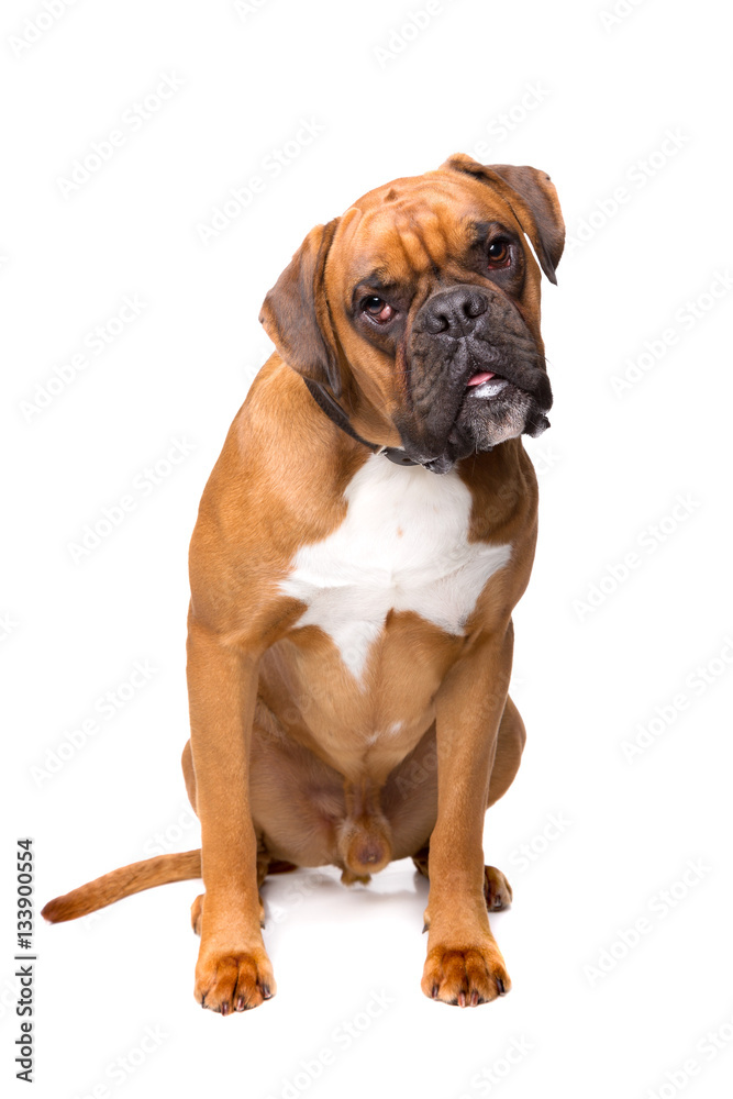brown boxer dog