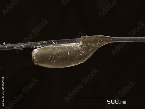 Egg of cat louse (Phthiraptera: Trichodectidae, Felicola Subrostratus) on the hair of host photo