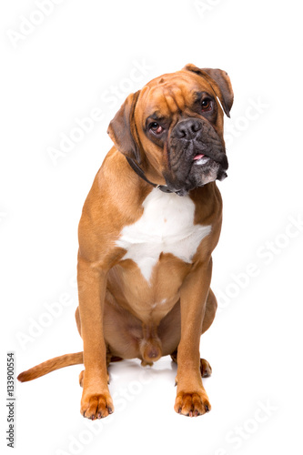 brown boxer dog © Erik Lam