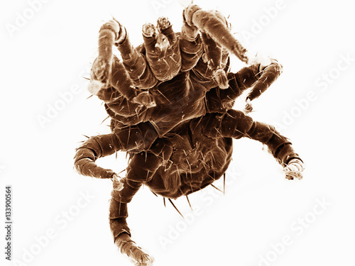 Ventral view of small mite found on bat, Acrididae