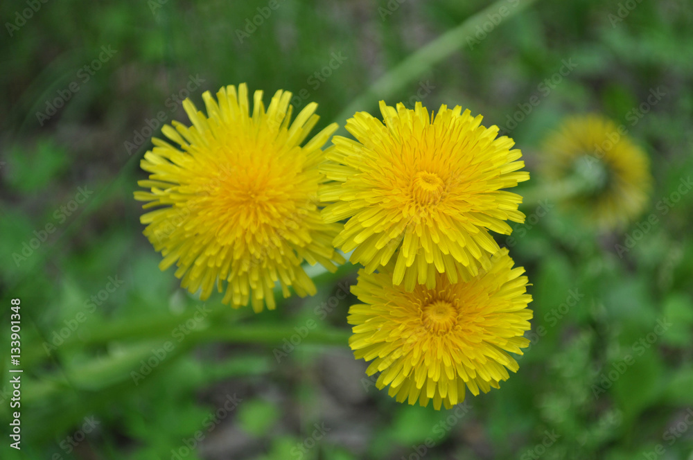 dandelion macro dandelion macro