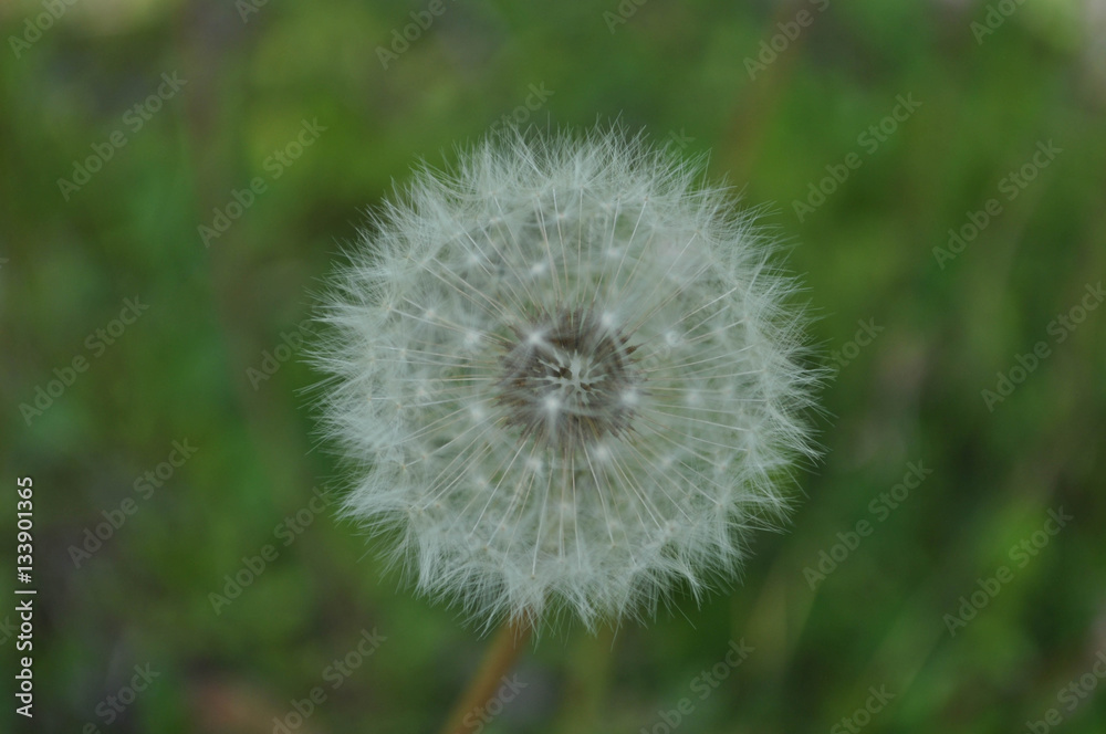 Fototapeta premium makro mniszka lekarskiego