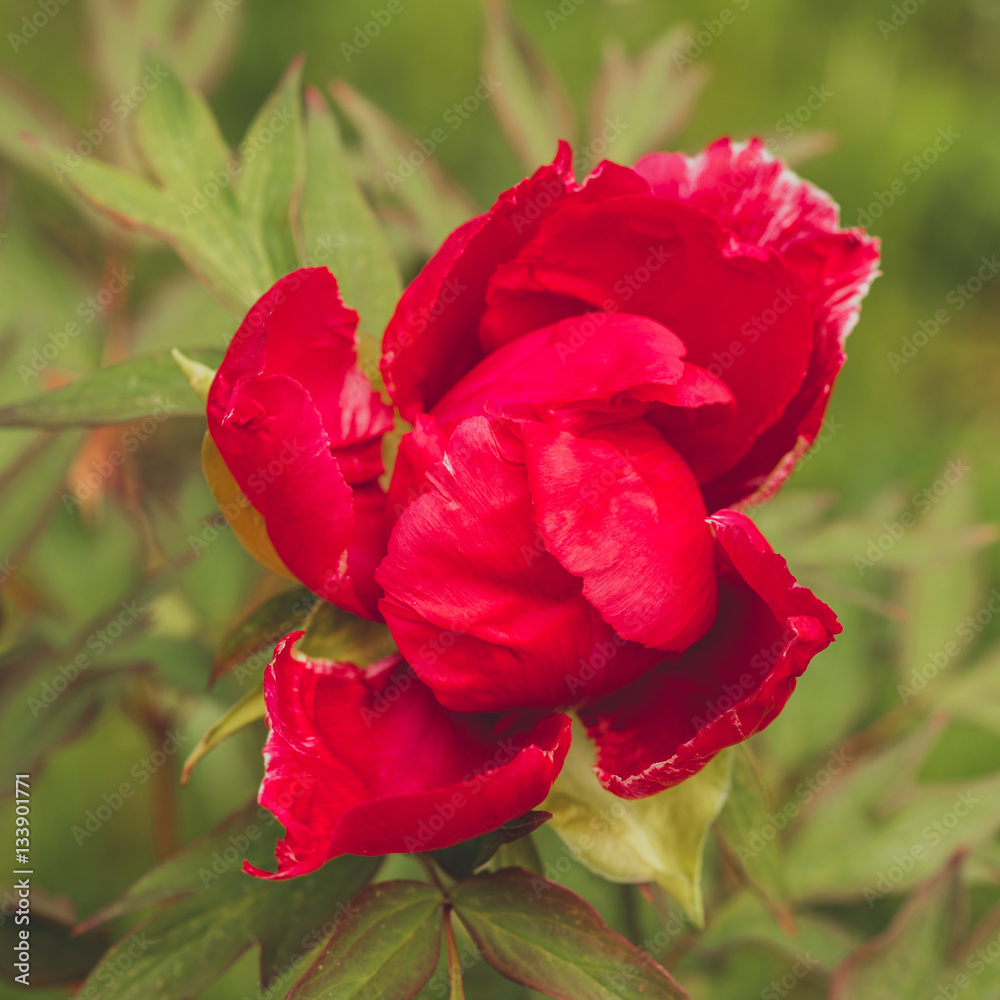Paeonia suffruticosa Flower pink closeup Paeonia suffruticosa Flower pink closeup