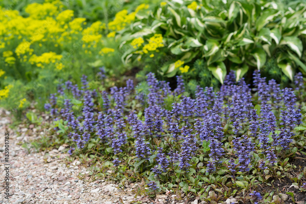 Obraz premium Flower Ajuga