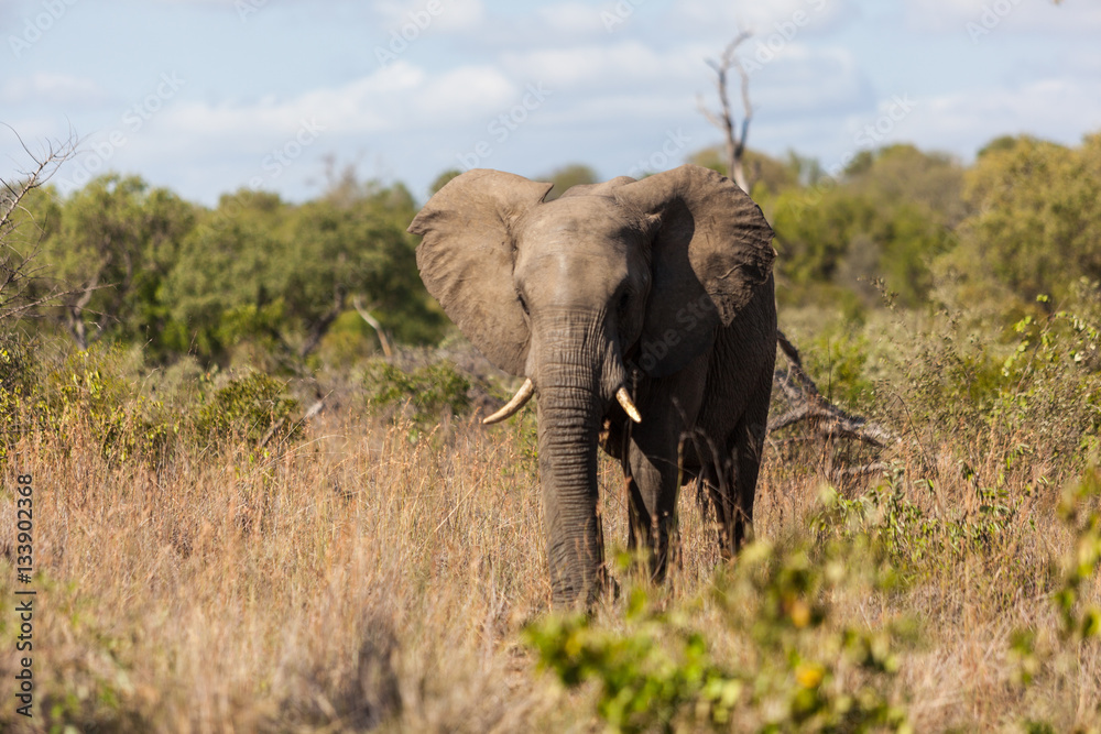 Obraz premium An African elephant walks through the bush in Kruger park, South Africa.
