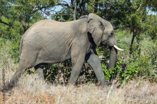 An African elephant walks through the bush in Kruger park  South Africa.