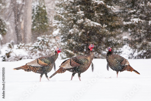 Wild Turkeys In Snow