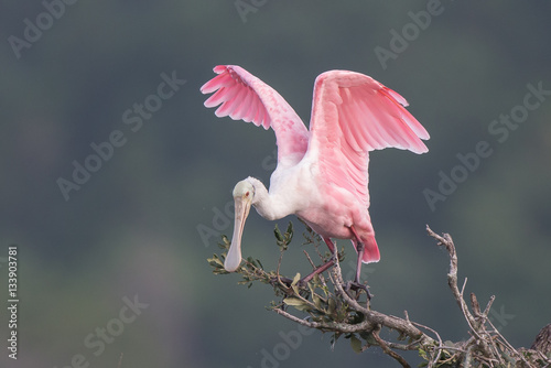 Roseate Spoonbill in Tree