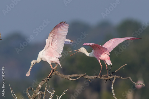Roseate Spoonbill in Tree photo