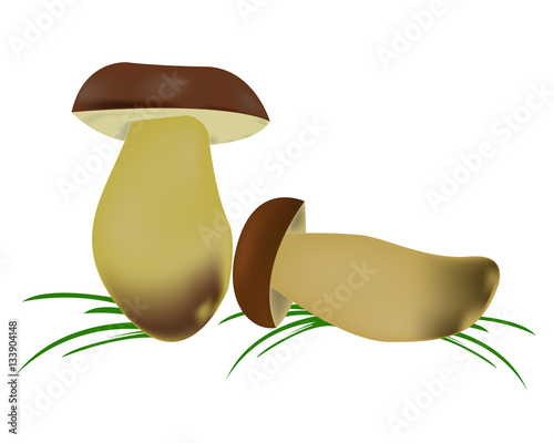 two porcini mashroom with grass