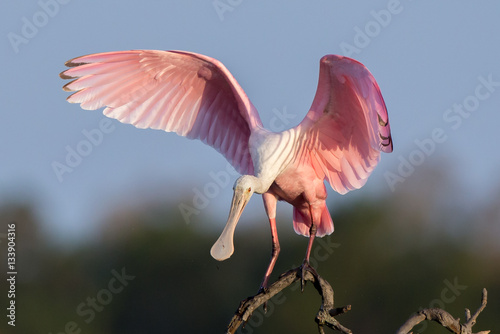 Roseate Spoonbill photo