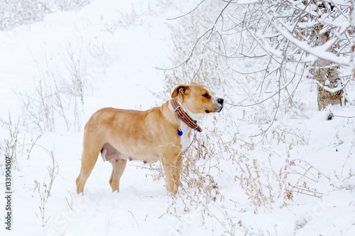 American Staffordshire Terrier outdoor portrait © bellakadife